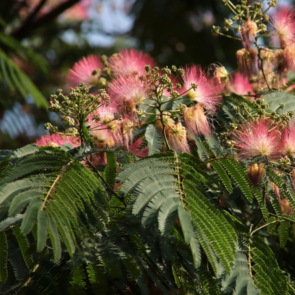 Silkkialbitsia Ombrella