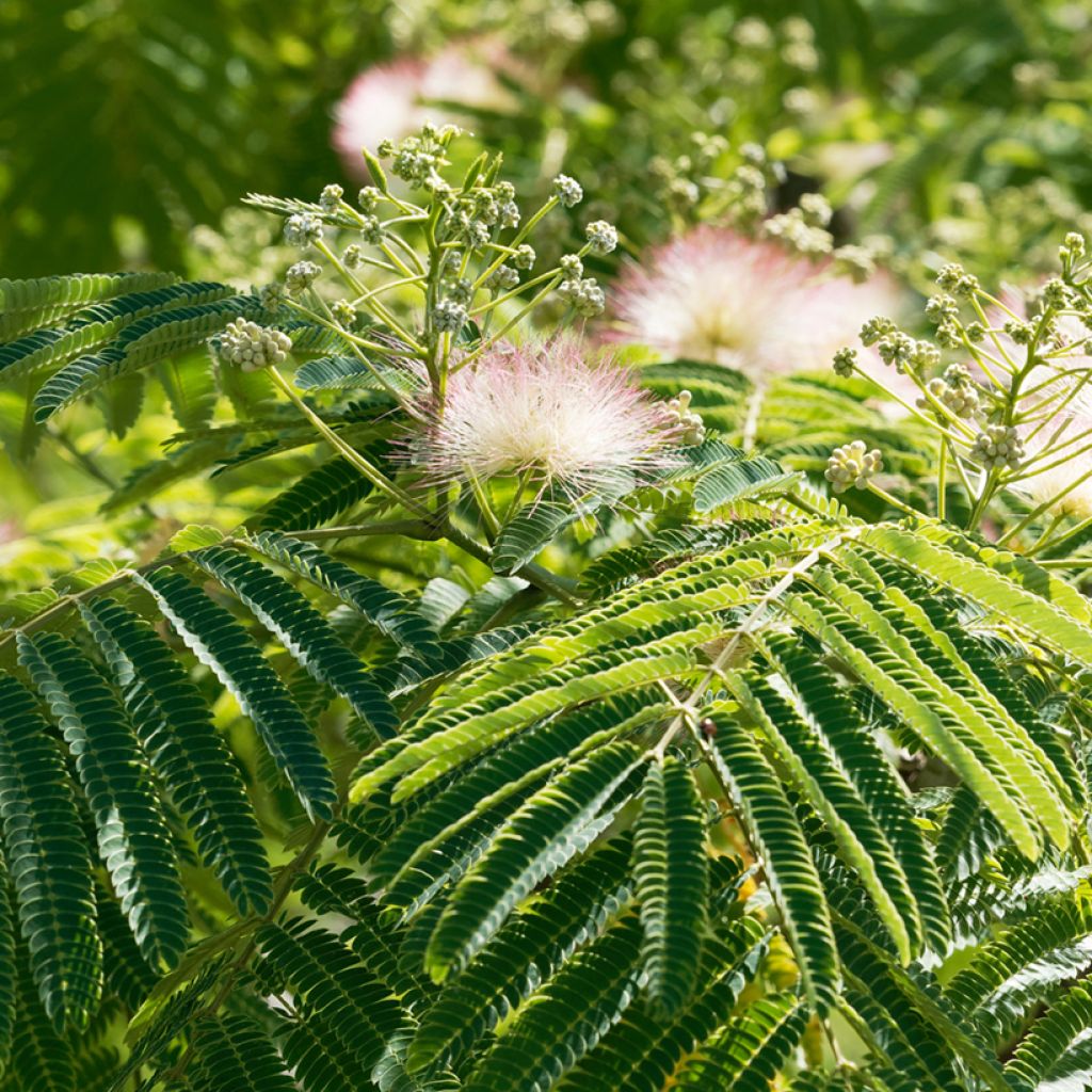 Silkkialbitsia Ombrella