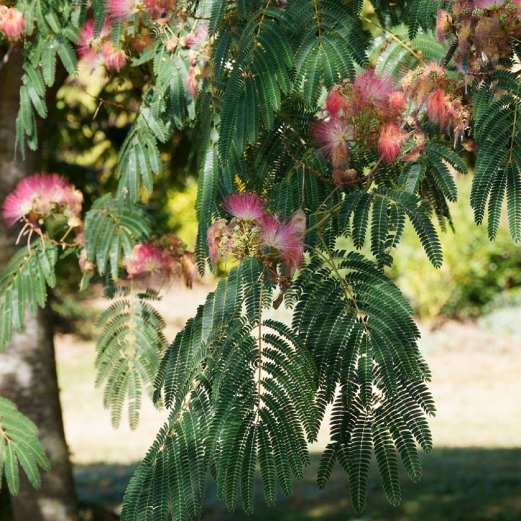 Silkkialbitsia Ombrella
