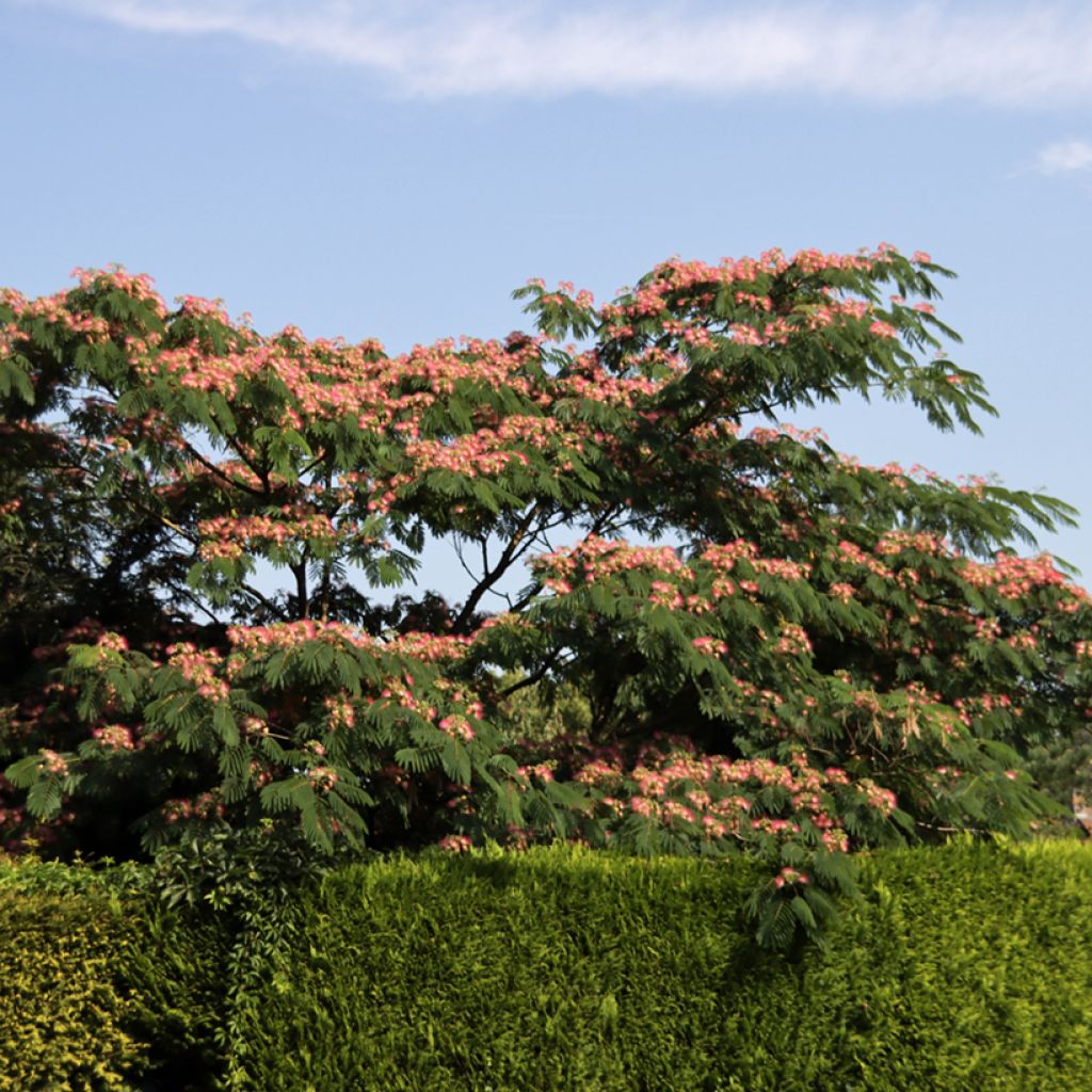 Silkkialbitsia Ombrella