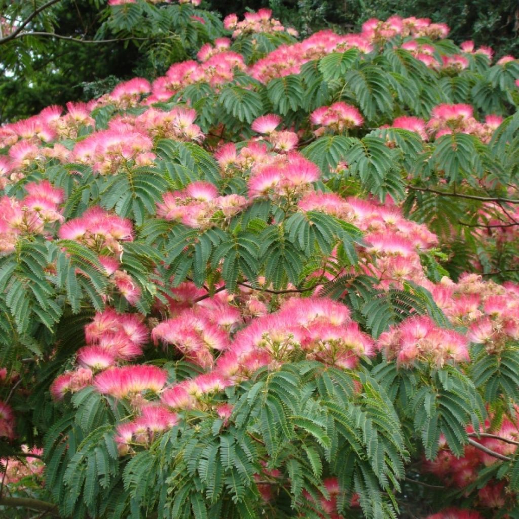 Silkkialbitsia Ombrella