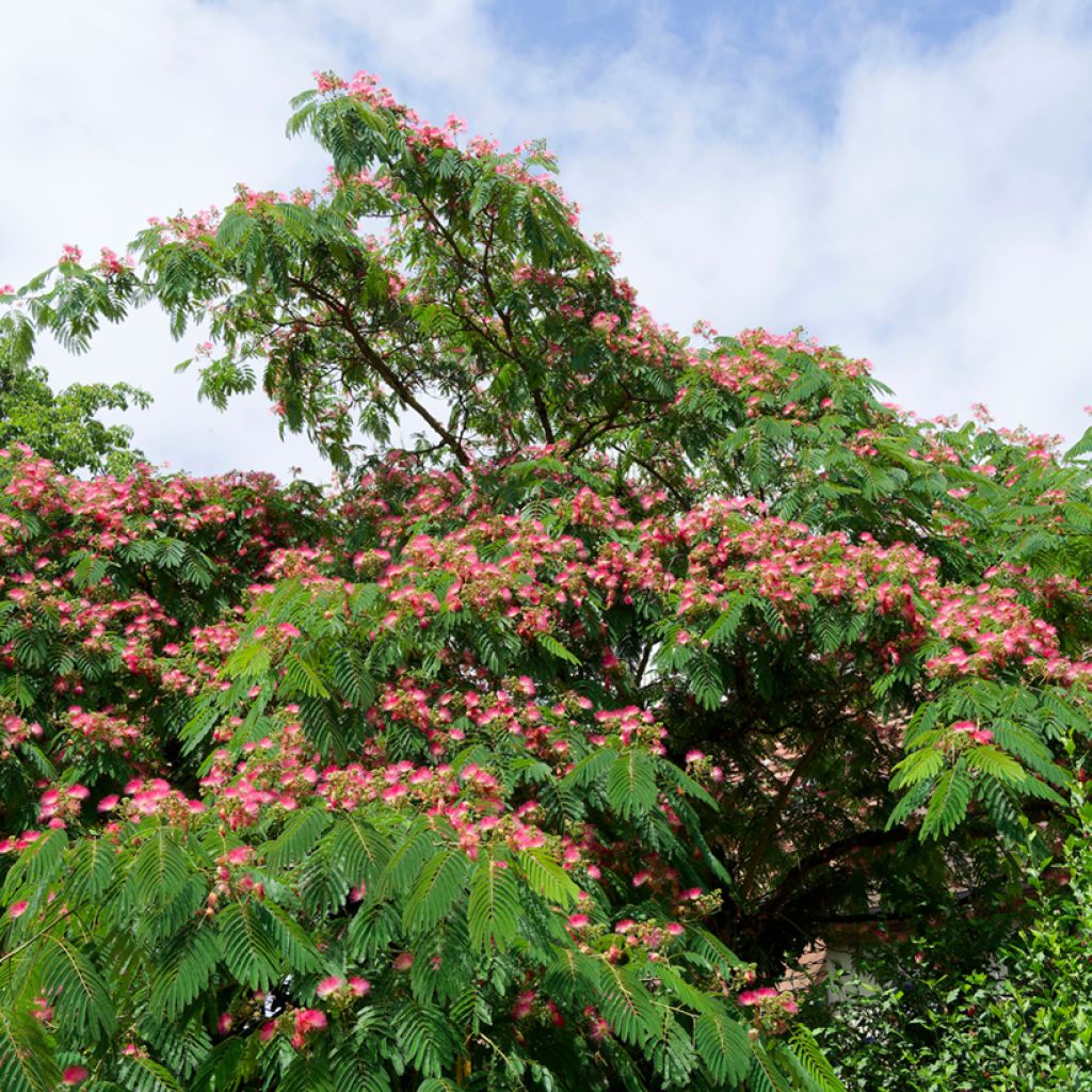 Silkkialbitsia Rosea