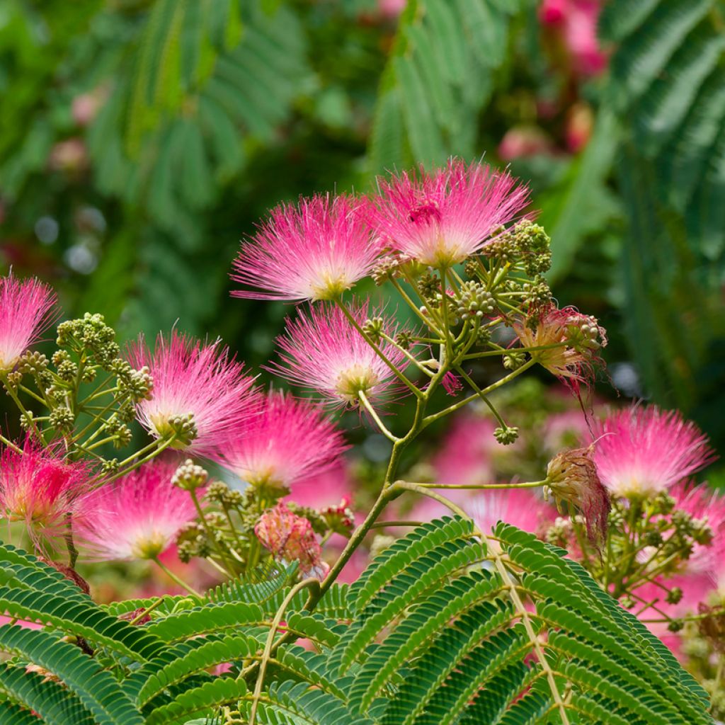 Silkkialbitsia Rosea