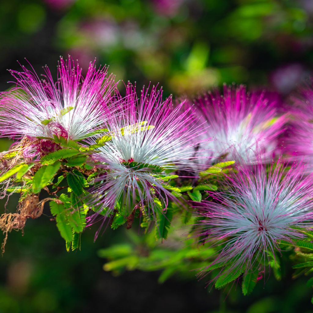 Silkkialbitsia Rosea