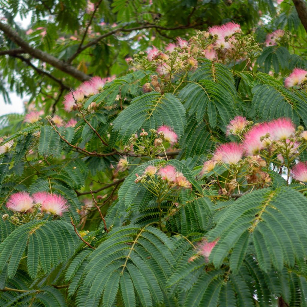Silkkialbitsia Rosea