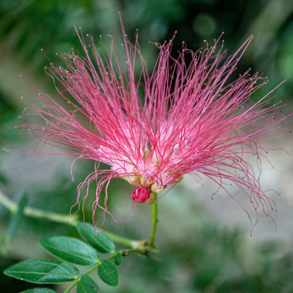 Silkkialbitsia Rosea