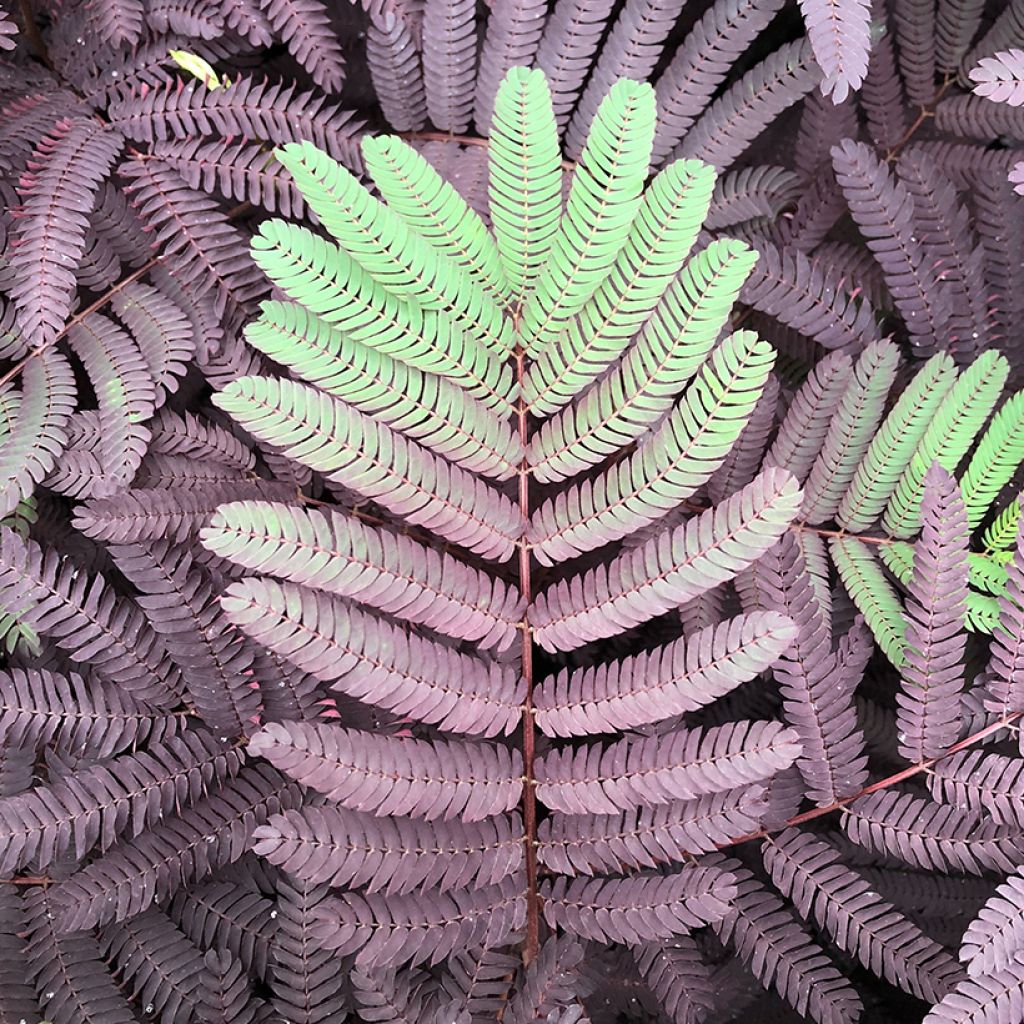 Silkkialbitsia Summer Chocolate