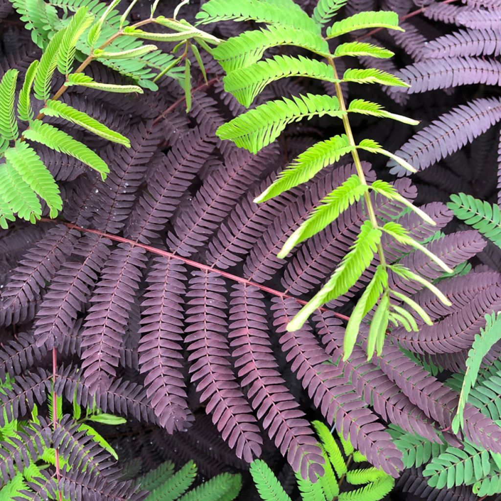 Silkkialbitsia Summer Chocolate