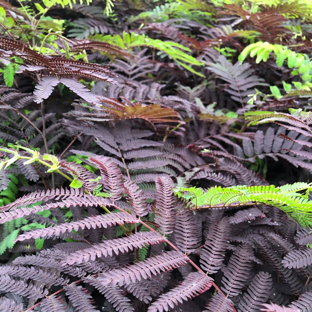 Silkkialbitsia Summer Chocolate