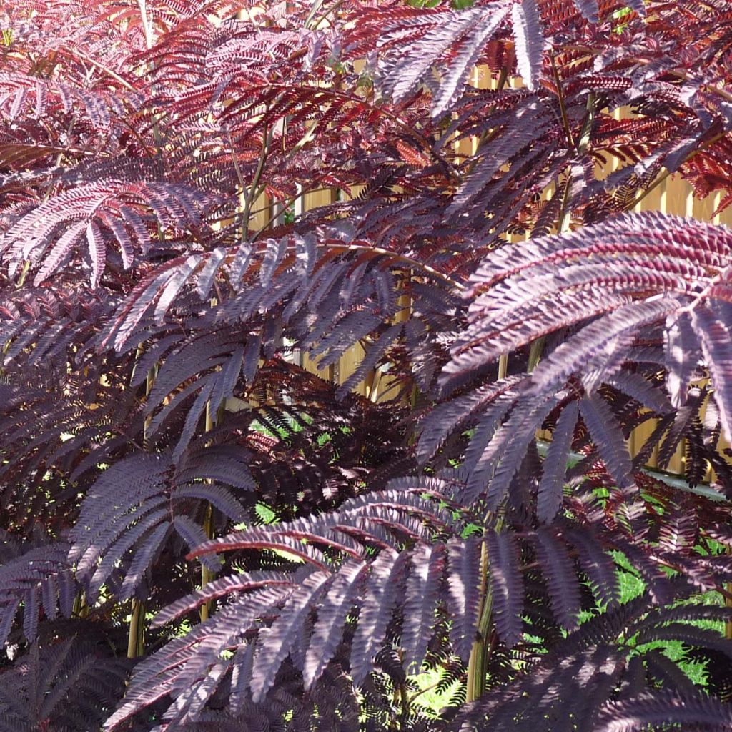 Silkkialbitsia Summer Chocolate