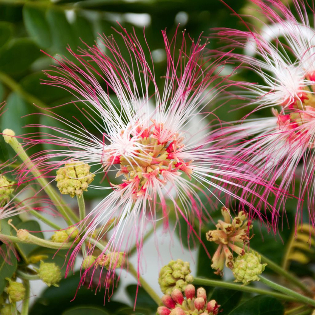 Albizzia saman