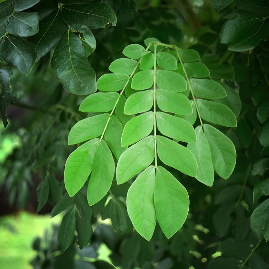 Albizzia saman