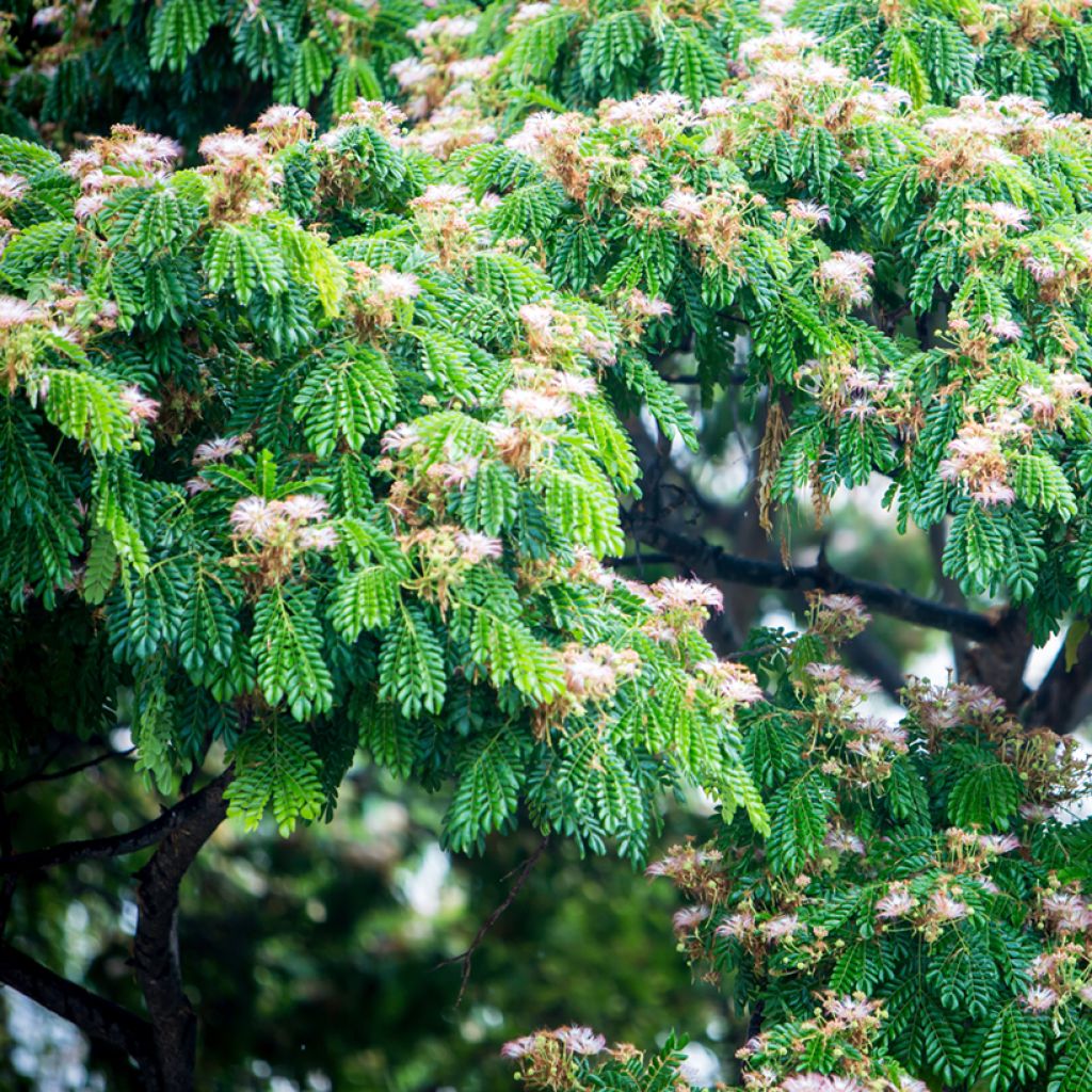Albizzia saman
