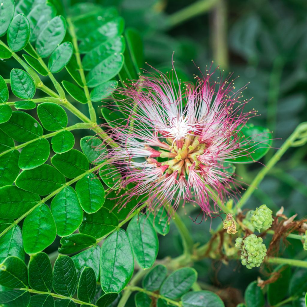 Albizzia saman