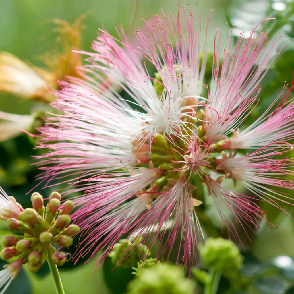 Albizzia saman