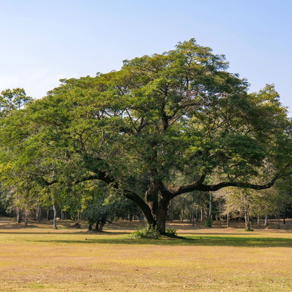 Albizzia saman