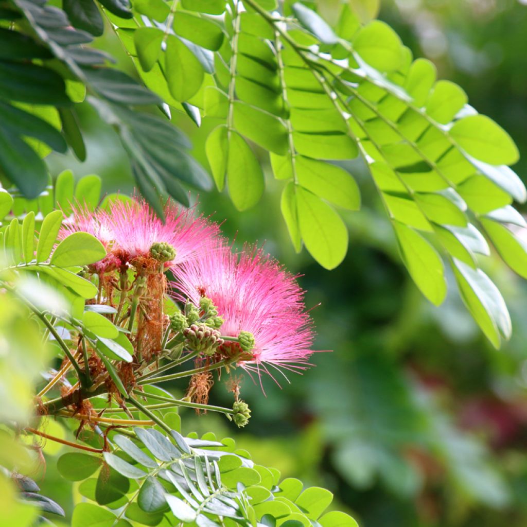 Albizzia saman