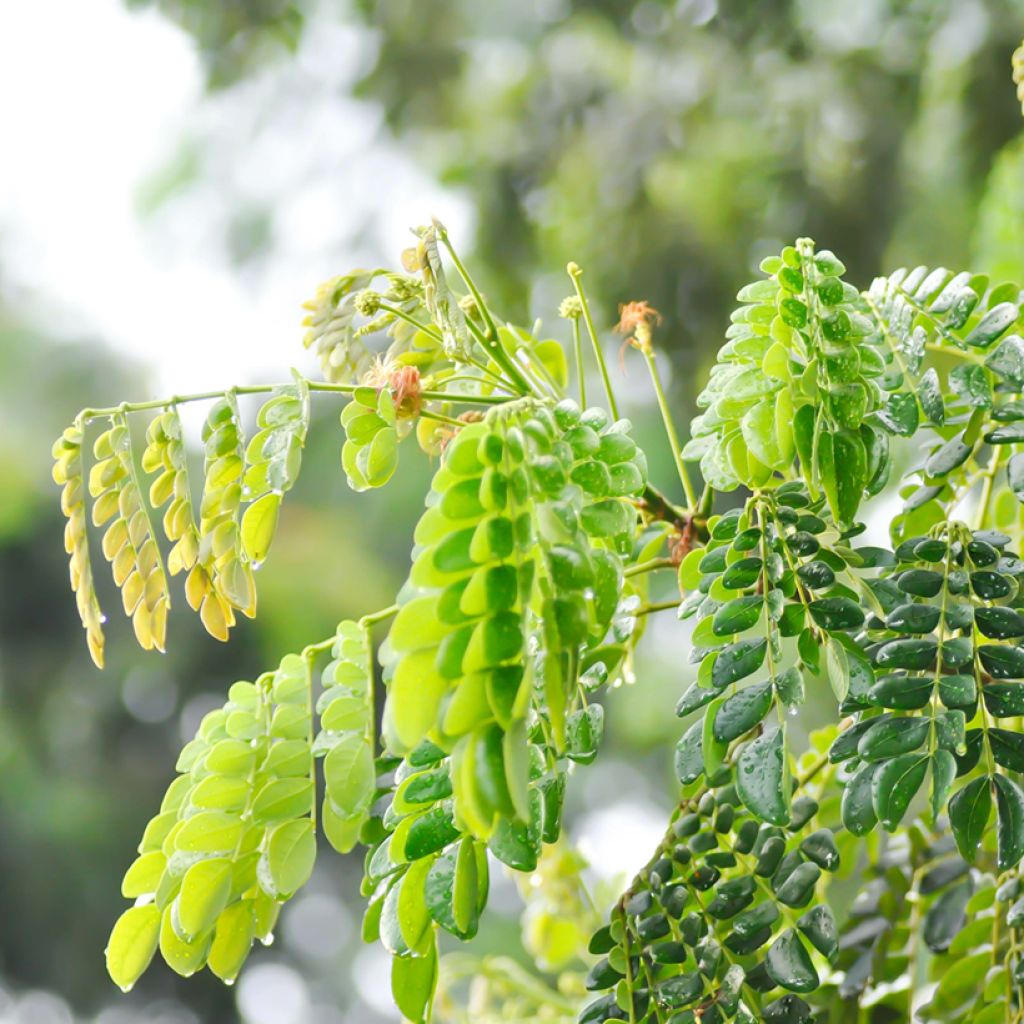 Albizzia saman