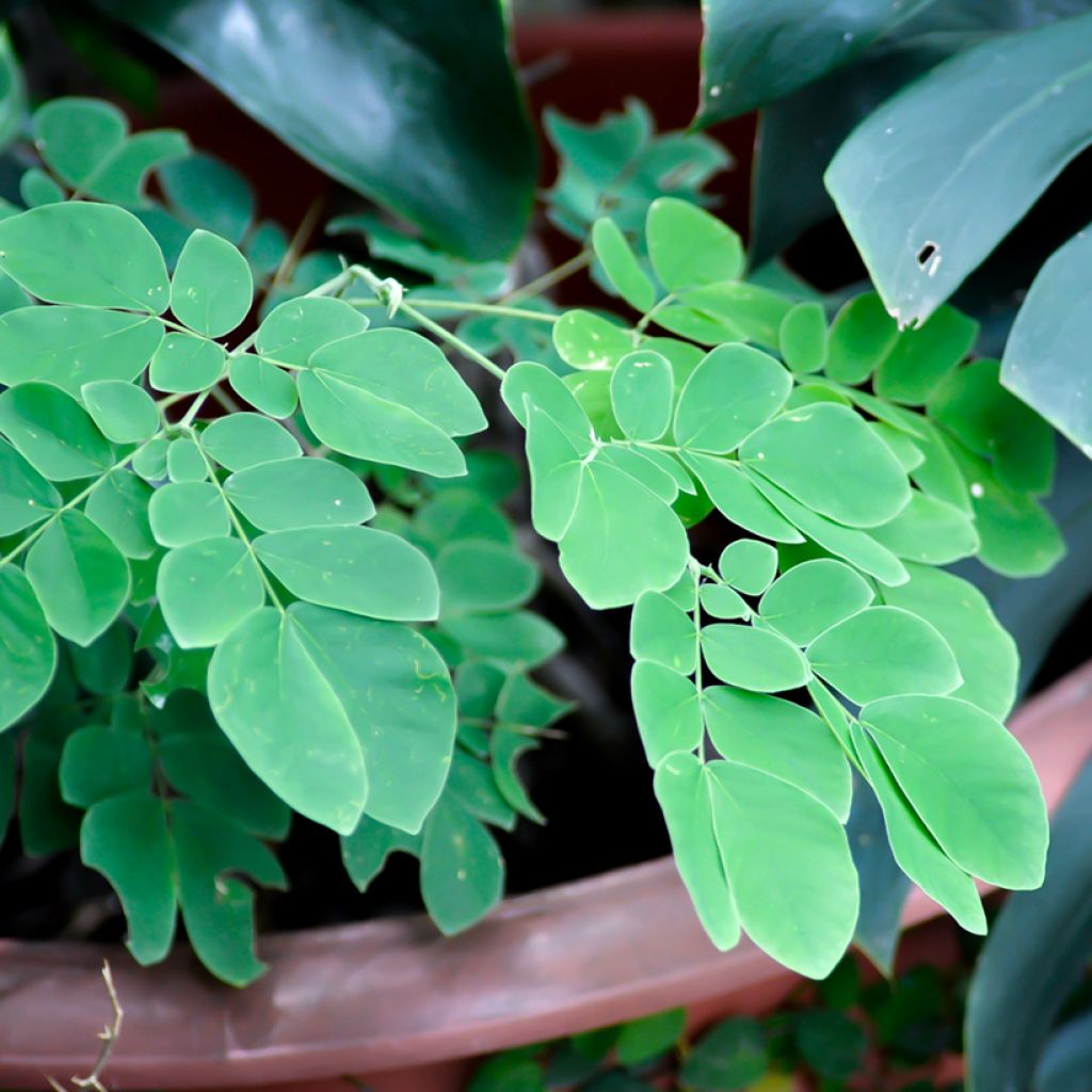 Albizzia saman