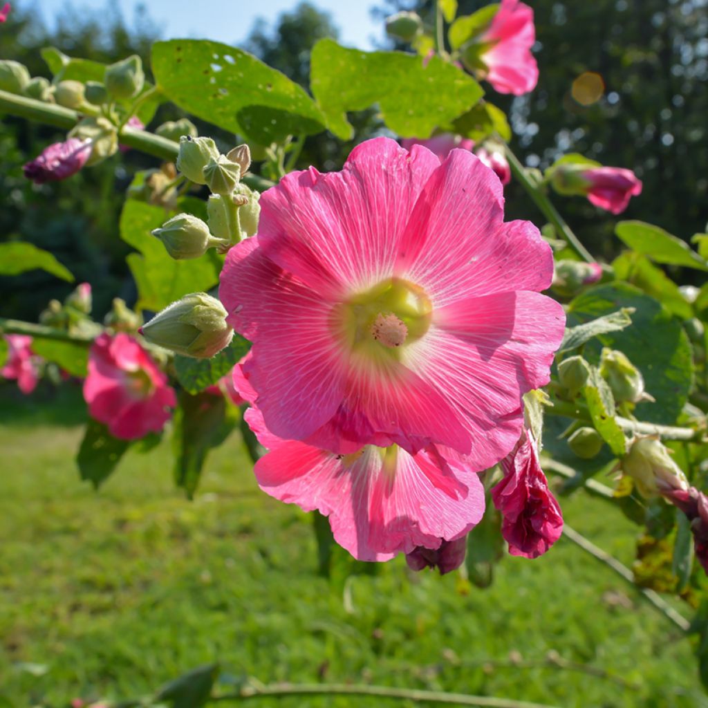 Liuskasalkoruusu - Alcea ficifolia