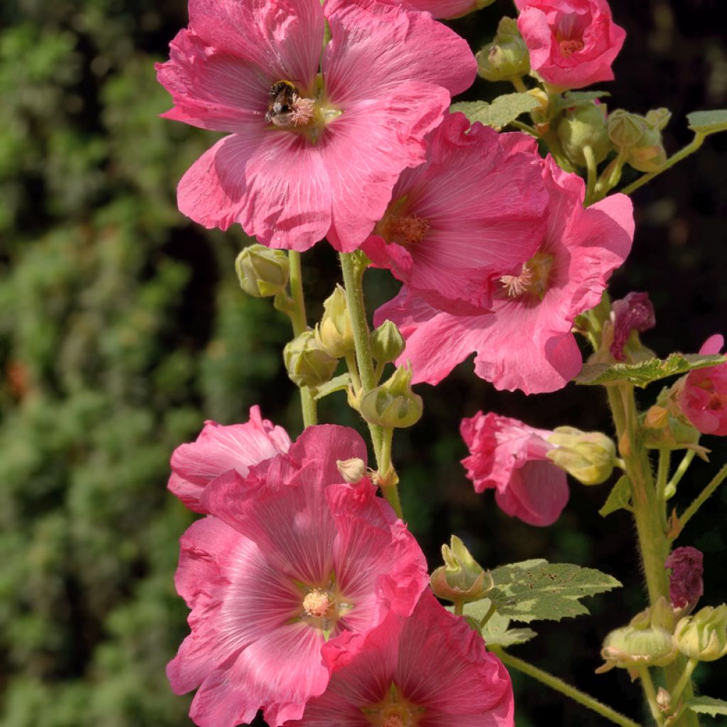 Liuskasalkoruusu - Alcea ficifolia