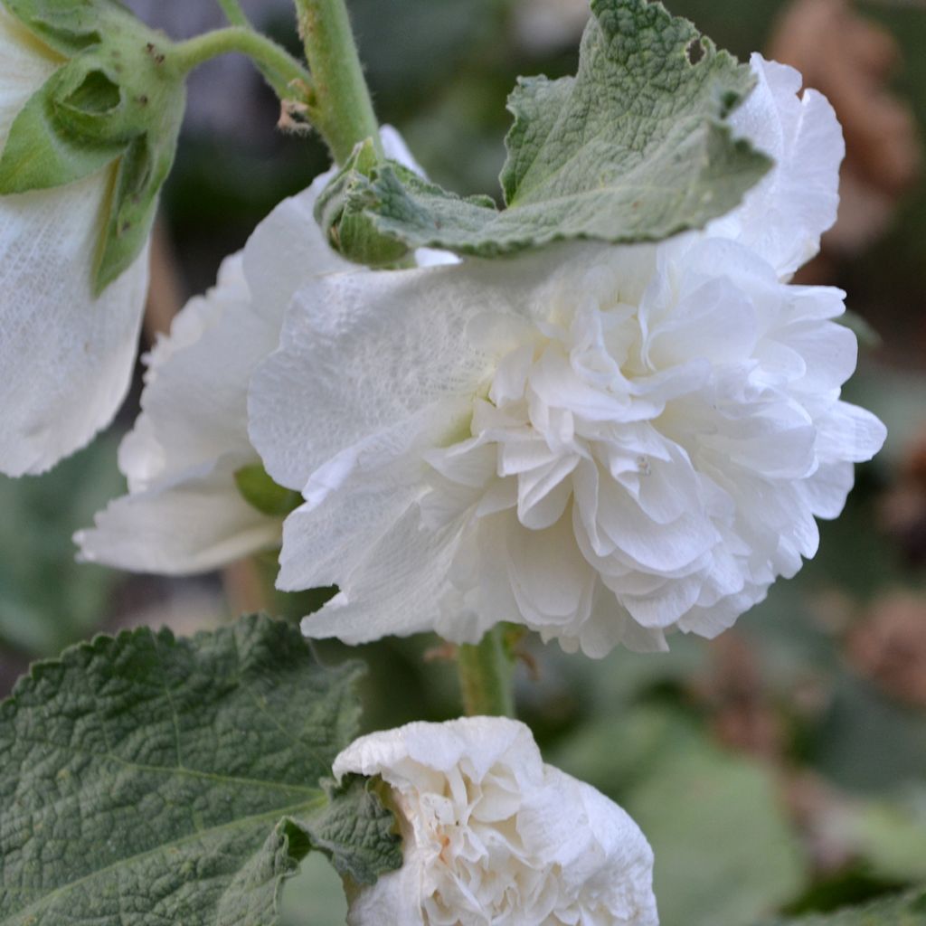 Tarhasalkoruusu Chater's Double Blanc