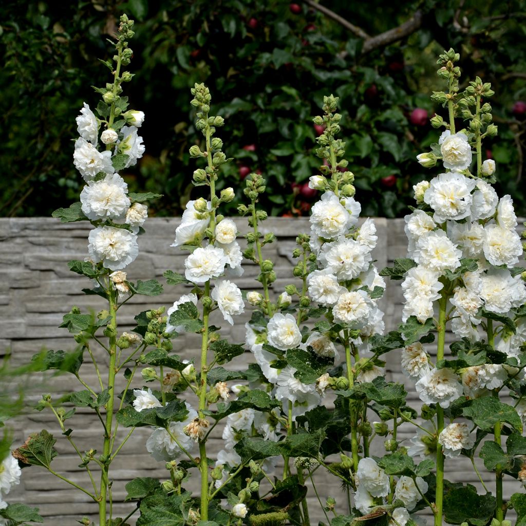 Tarhasalkoruusu Chater's Double Blanc