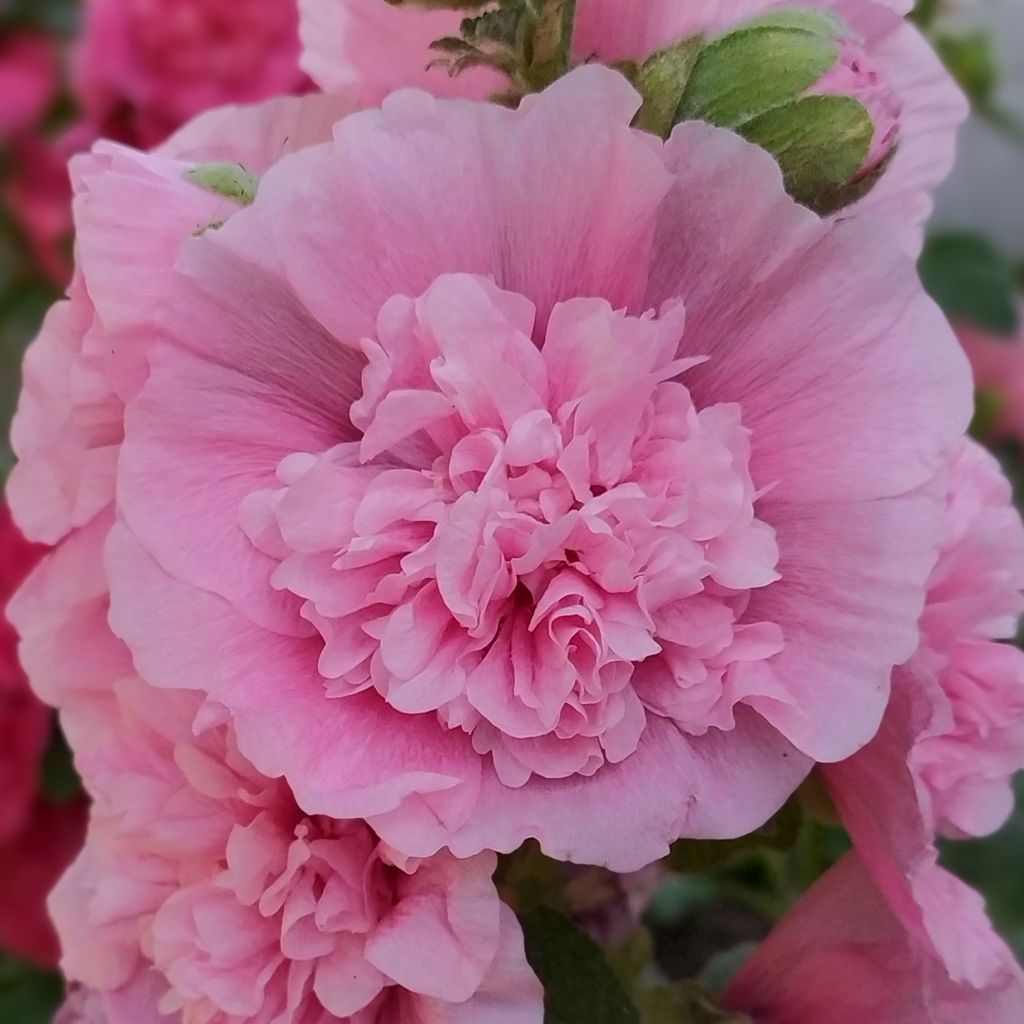 Tarhasalkoruusu Appleblossom (siemenet)