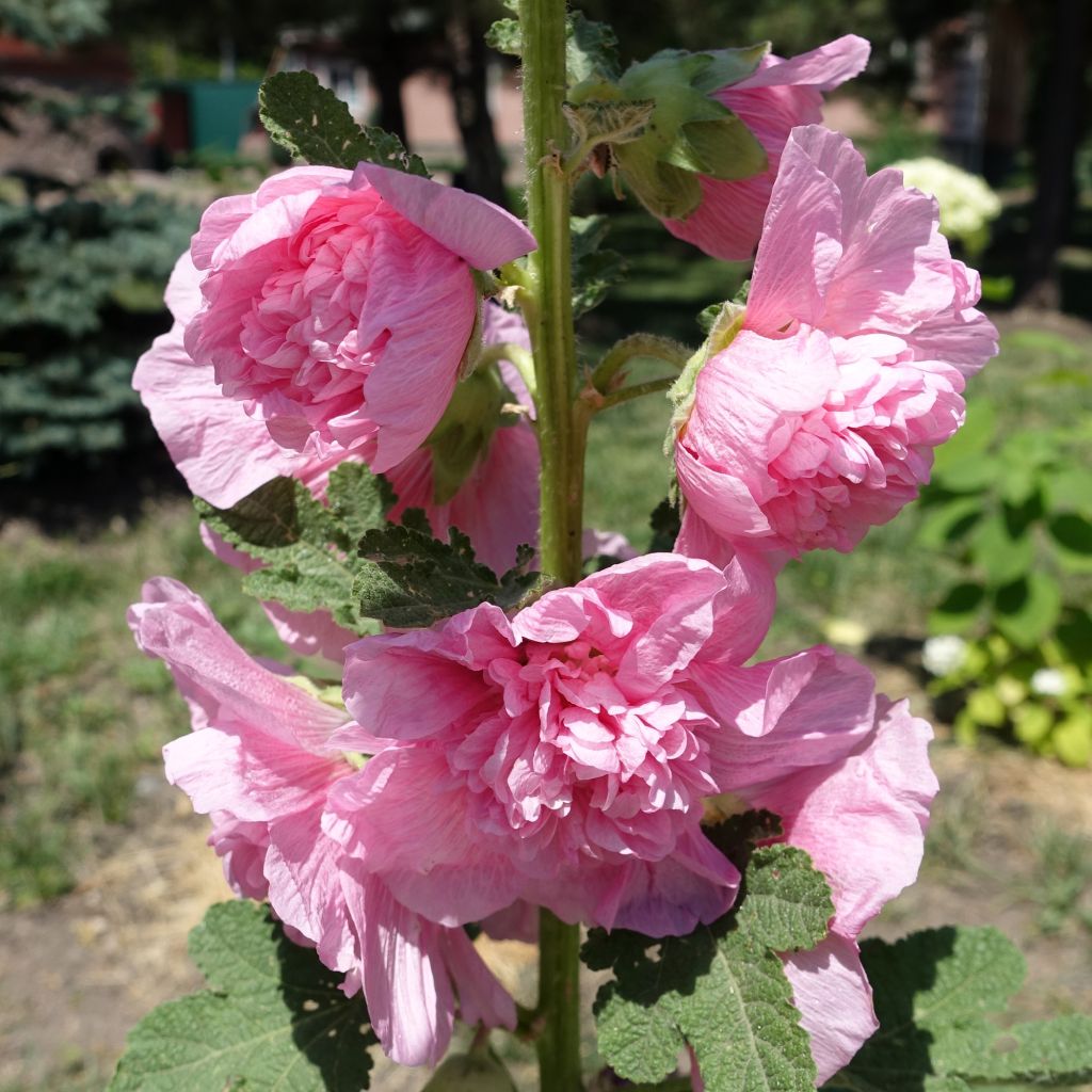 Tarhasalkoruusu Chater's Double Rose
