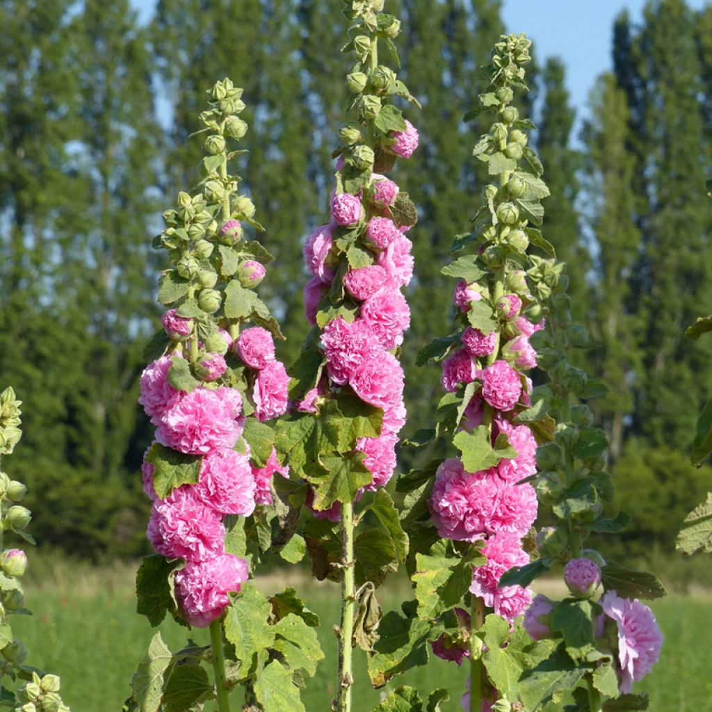 Tarhasalkoruusu Chater's Double Rose-Pink (siemenet)