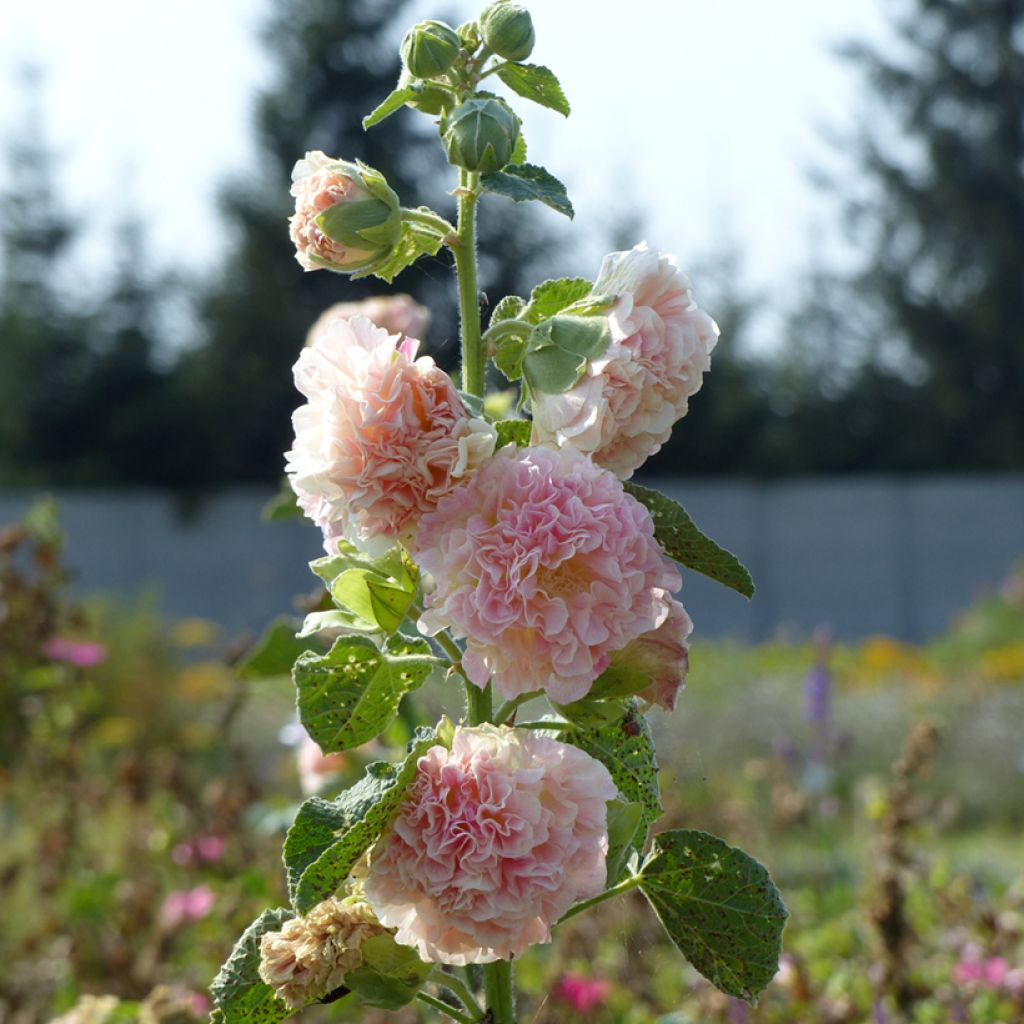 Tarhasalkoruusu Peaches N Dreams (siemenet)