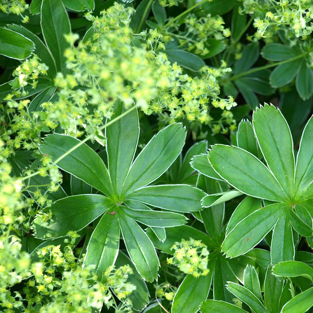 Tunturipoimulehti - Alchemilla alpina