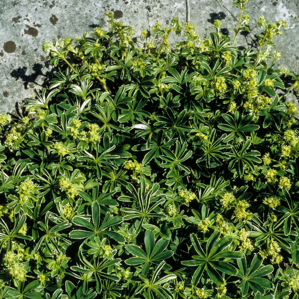 Tunturipoimulehti - Alchemilla alpina