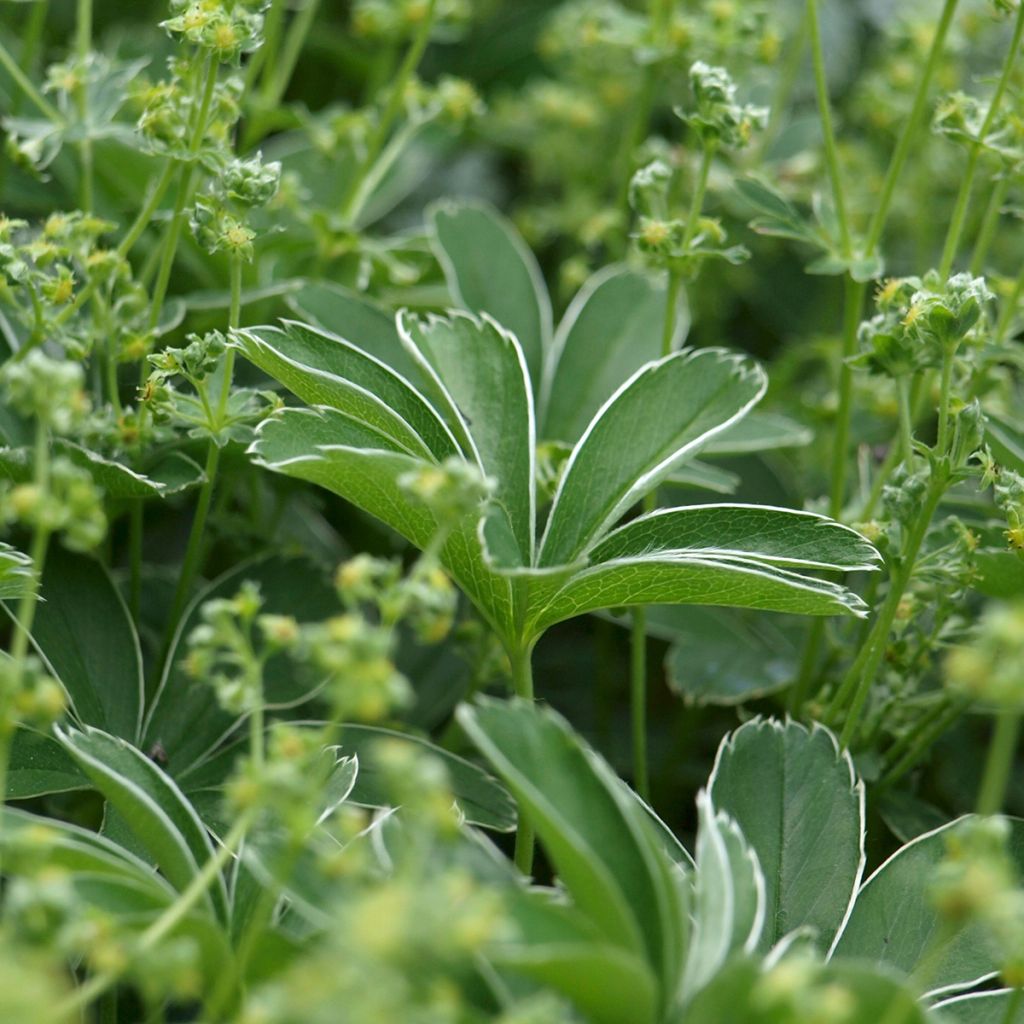 Tunturipoimulehti - Alchemilla alpina