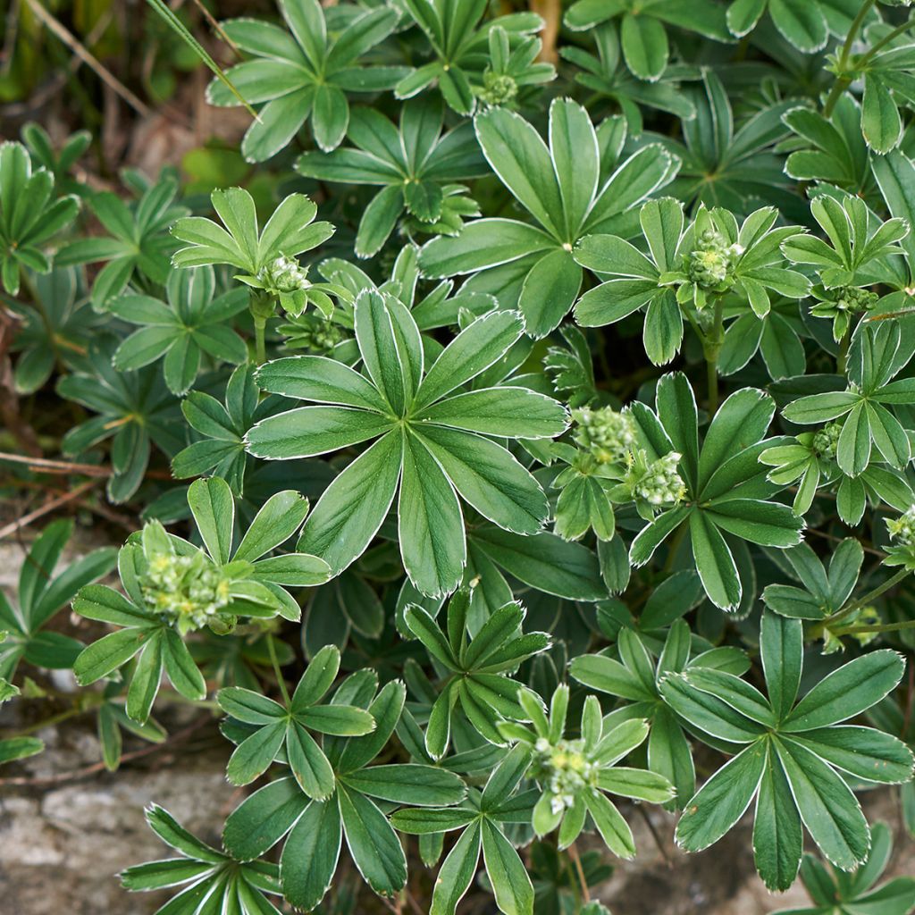 Tunturipoimulehti - Alchemilla alpina