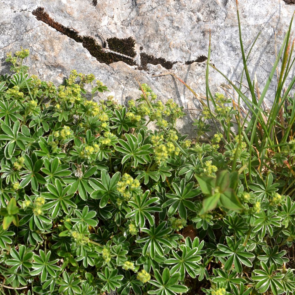 Tunturipoimulehti - Alchemilla alpina