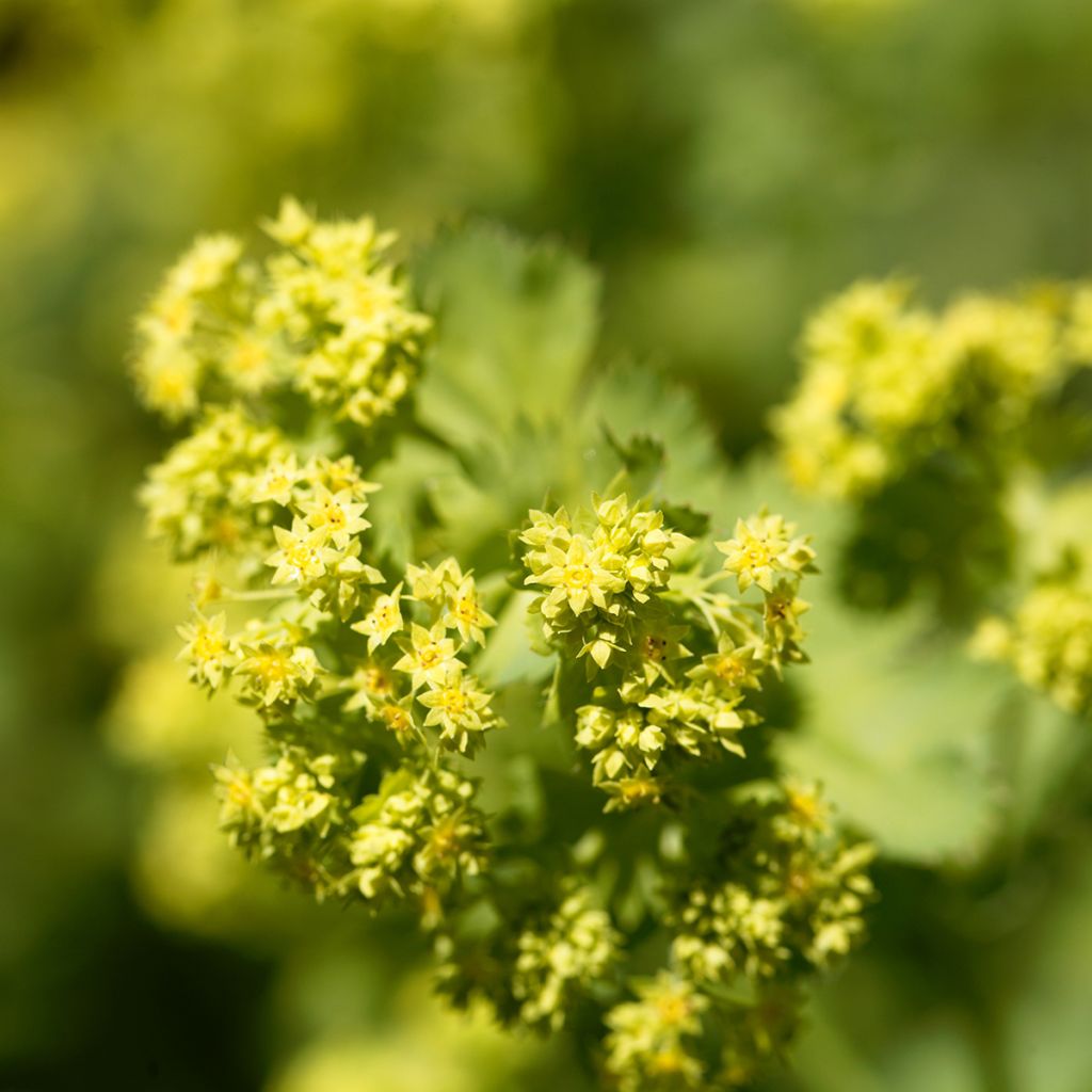 Komeapoimulehti - Alchemilla epipsila
