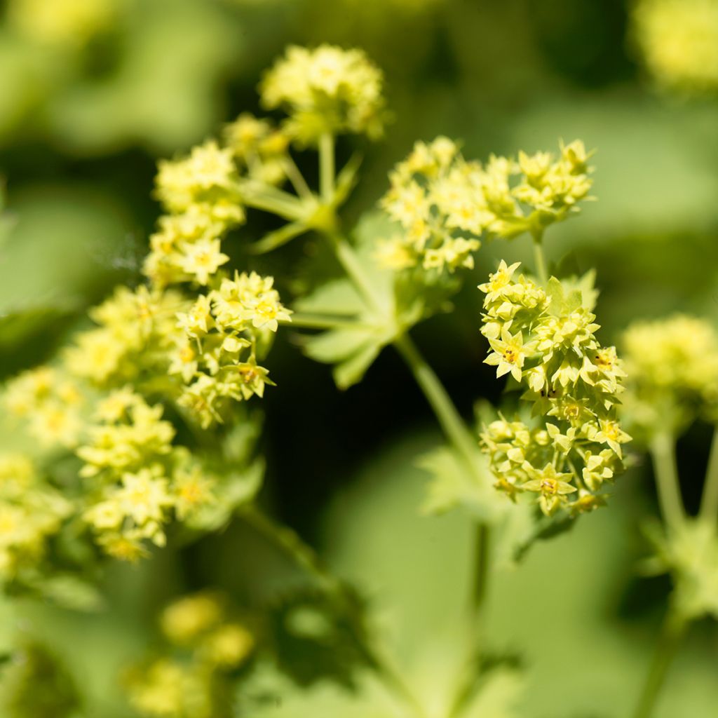 Komeapoimulehti - Alchemilla epipsila