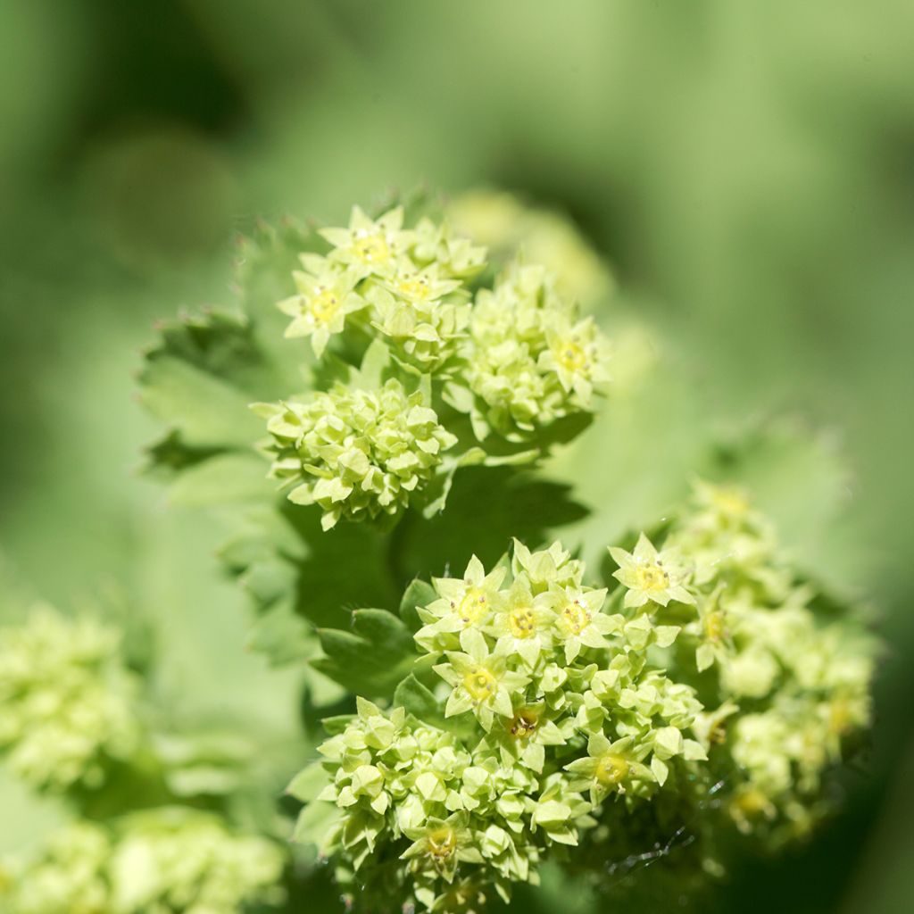 Komeapoimulehti - Alchemilla epipsila