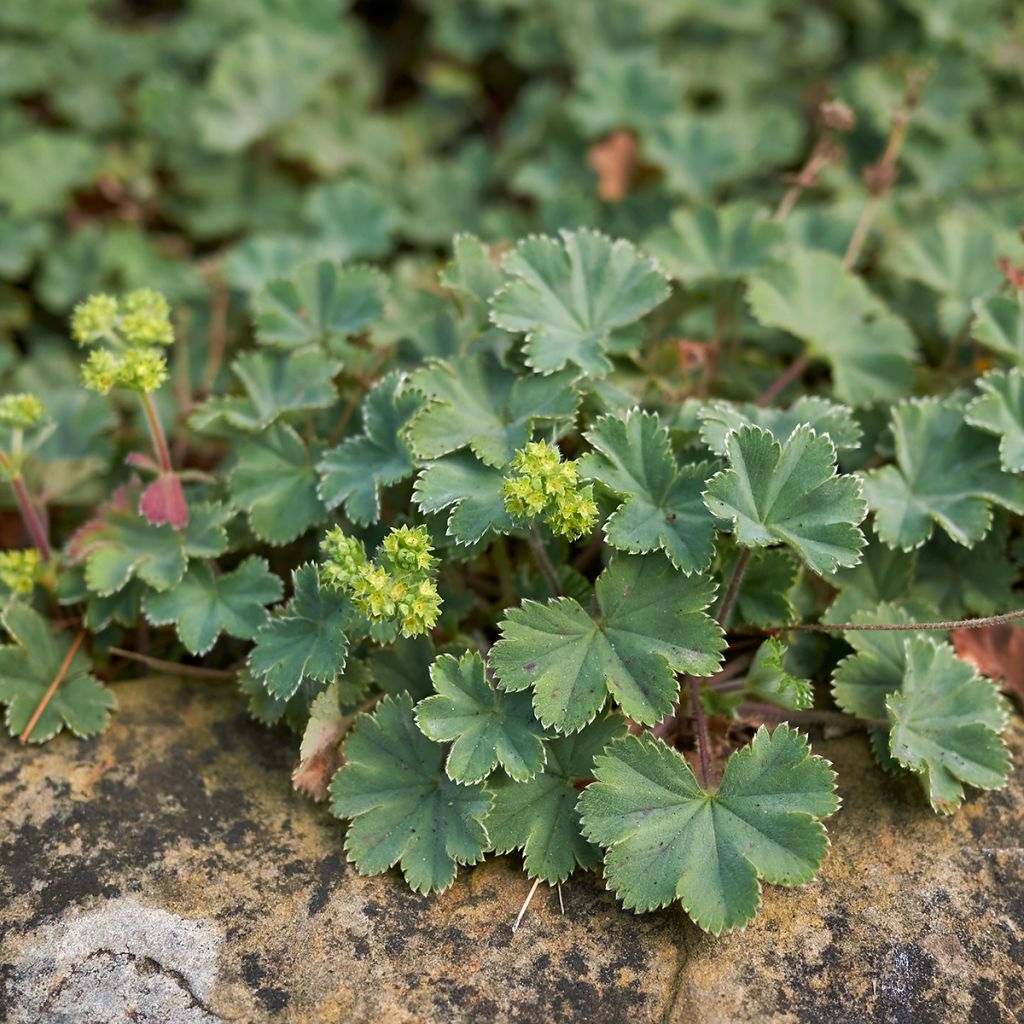 Reunuspoimulehti - Alchemilla erythropoda