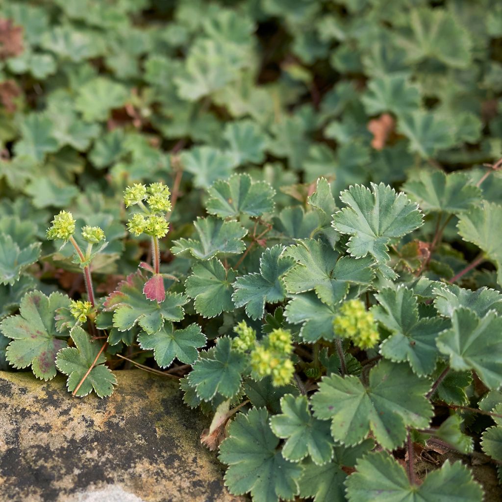Reunuspoimulehti - Alchemilla erythropoda