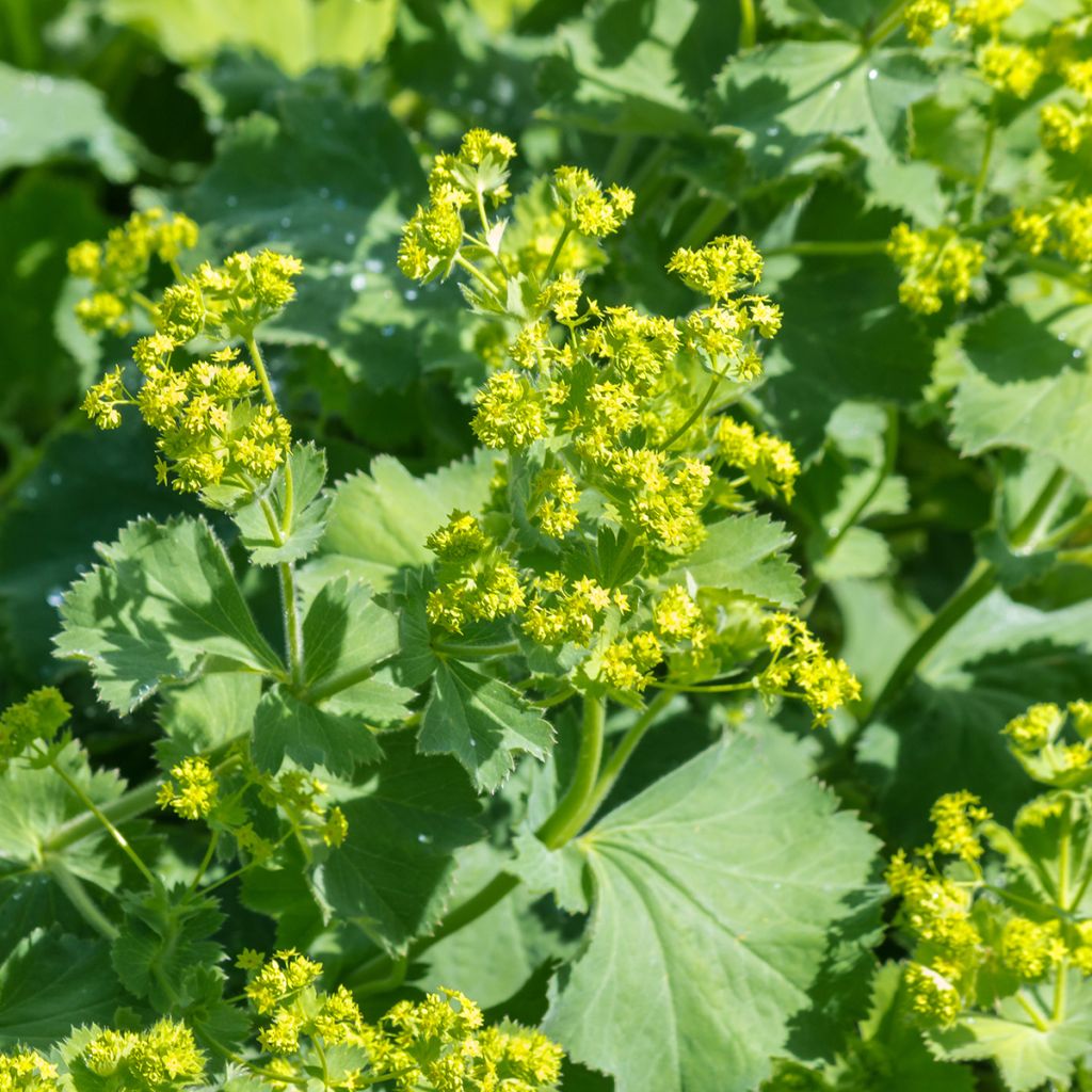 Jättipoimulehti - Alchemilla mollis