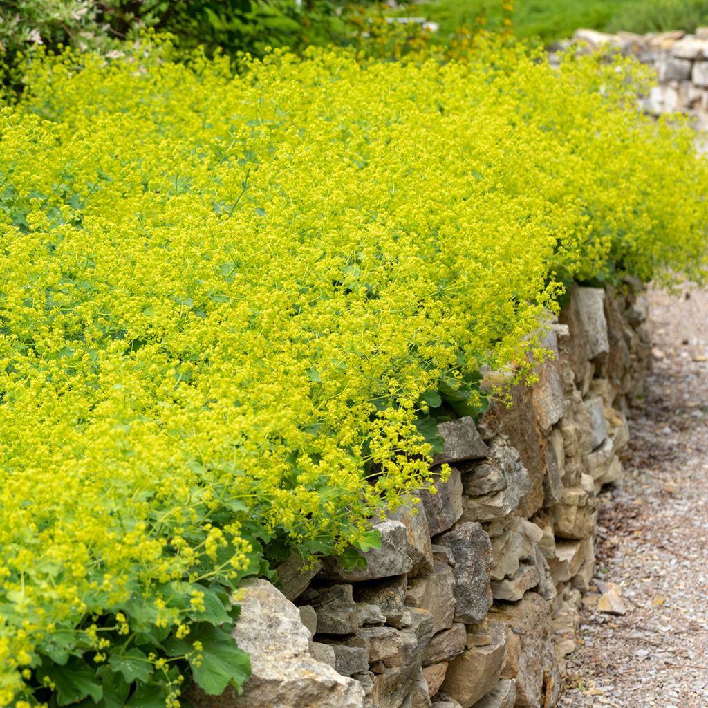 Jättipoimulehti - Alchemilla mollis