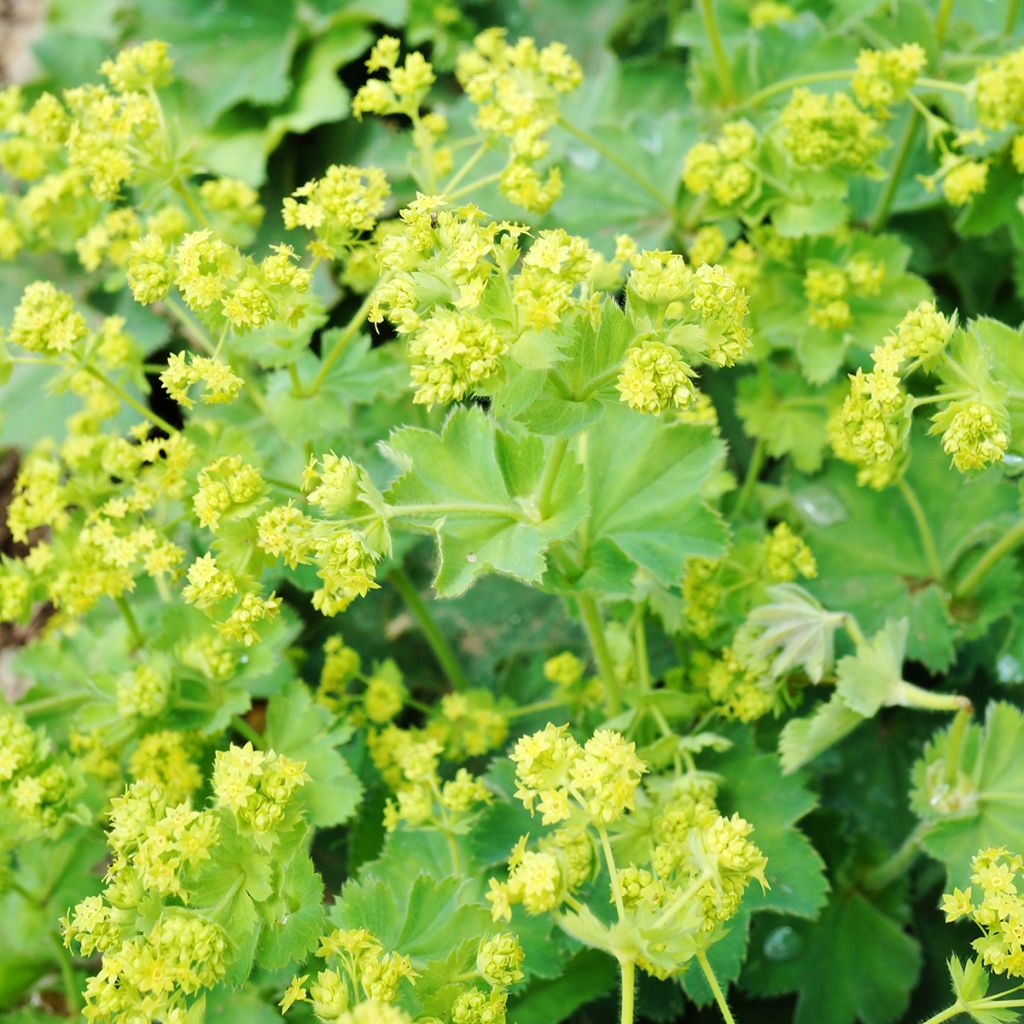 Jättipoimulehti - Alchemilla mollis