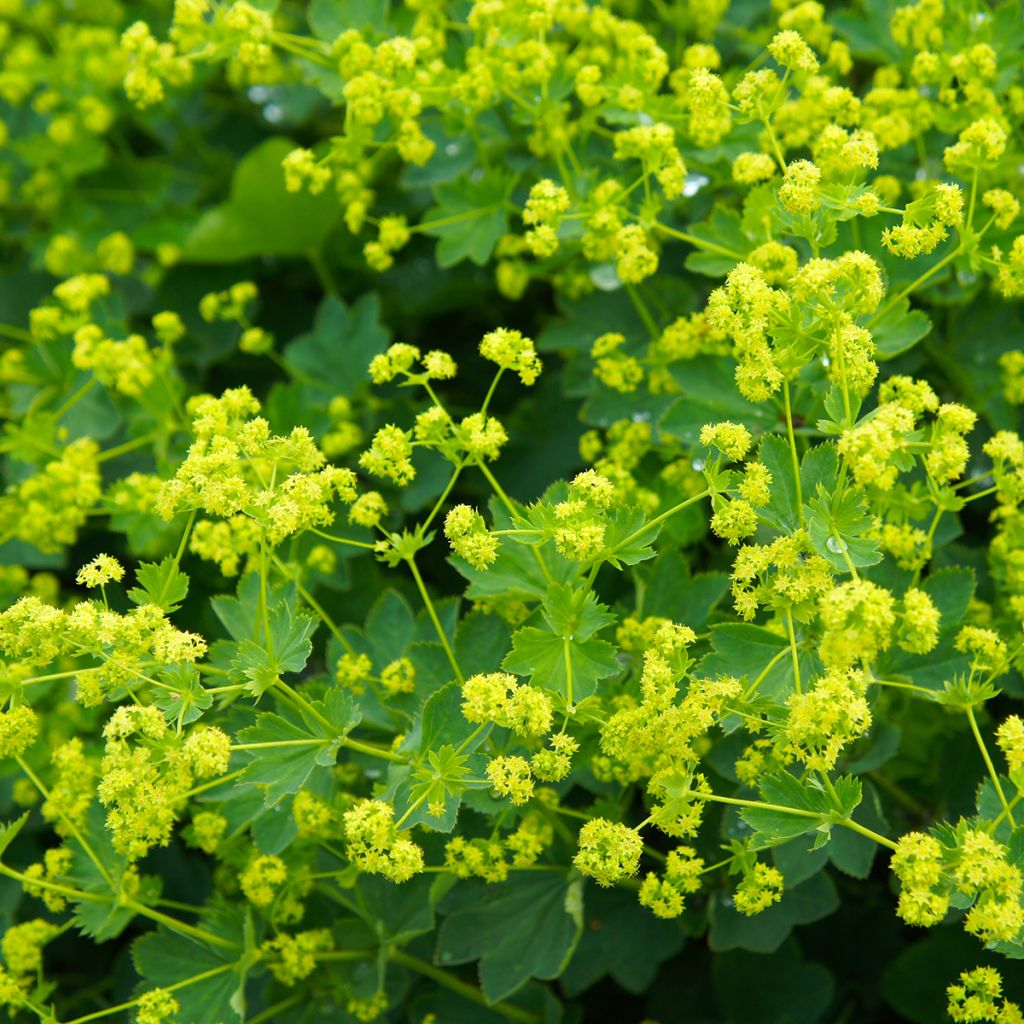 Jättipoimulehti - Alchemilla mollis