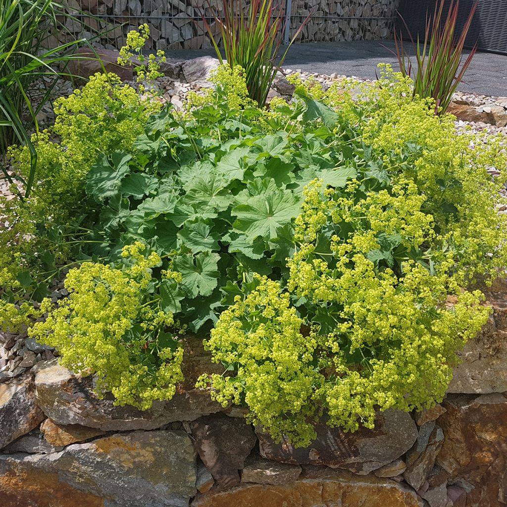 Jättipoimulehti - Alchemilla mollis