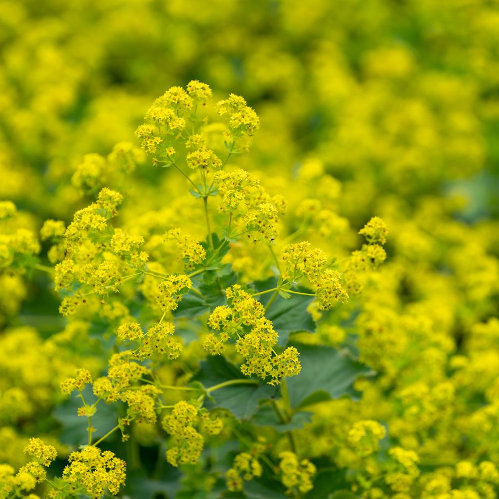 Poimulehti - Alchemilla vulgaris