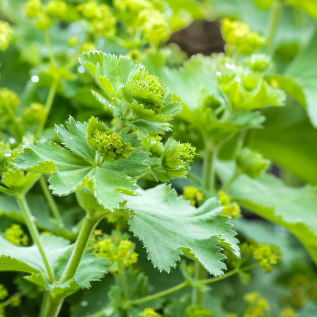 Poimulehti - Alchemilla vulgaris