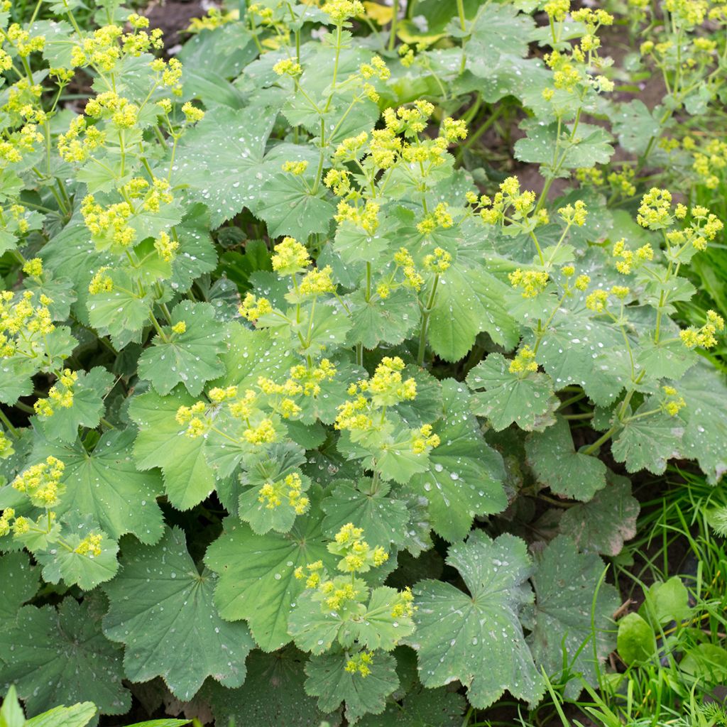 Poimulehti - Alchemilla vulgaris