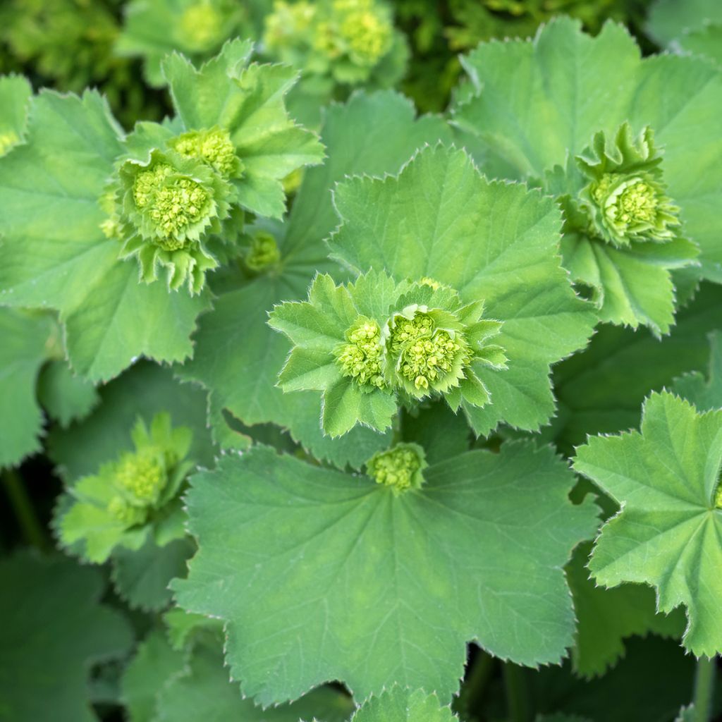 Poimulehti - Alchemilla vulgaris